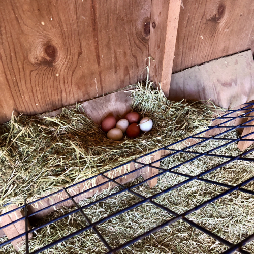 Evidence of Happy Hens Laying in Dora Goat's Barn.